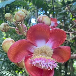 Seychelles National Botanical Gardens - Anse Royale