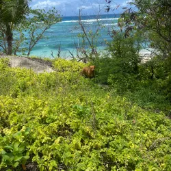 Anse Marie-Louise - Baie Lazare