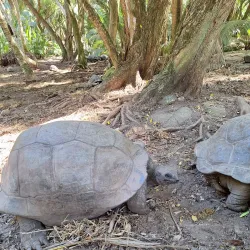 Creole Cuisine Restaurants - Baie Lazare