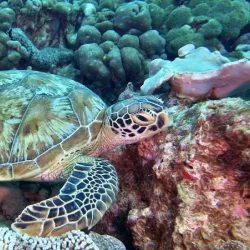 Snorkeling and Diving Spots - Beau Vallon