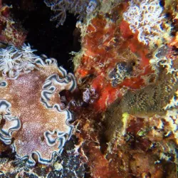 Snorkeling and Diving Spots - Beau Vallon