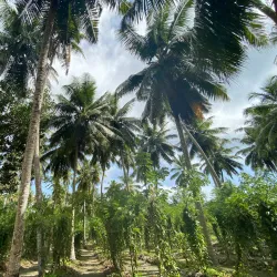 L'Union Estate - La Digue