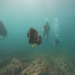 Snorkeling and Diving Spots - La Digue