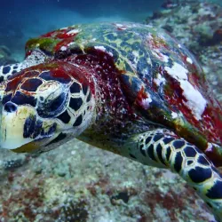 Snorkeling and Diving Spots - La Digue