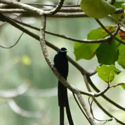 Veuve Nature Reserve - La Digue