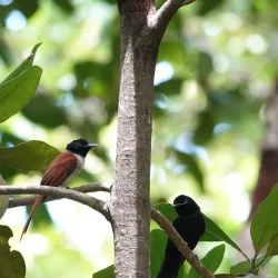 Veuve Nature Reserve - La Digue