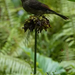Veuve Nature Reserve - La Digue