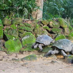 Seychelles Botanical Gardens - Victoria