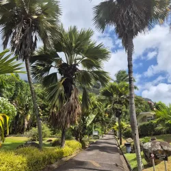 Seychelles Botanical Gardens - Victoria