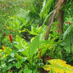 Seychelles Botanical Gardens - Victoria