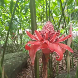 Seychelles Botanical Gardens - Victoria