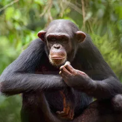 Atlantic Ocean Coastal Walks - Lungi