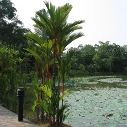 Singapore Botanic Gardens - Singapore