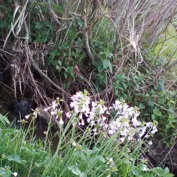 Cul de Sac Lagoon - Cul De Sac