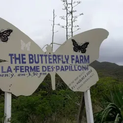 The Butterfly Farm - Marigot