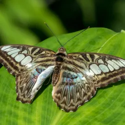 The Butterfly Farm - Marigot