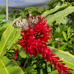 The Butterfly Farm - Marigot