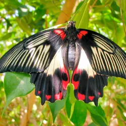 The Butterfly Farm - Marigot