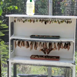 The Butterfly Farm - Marigot