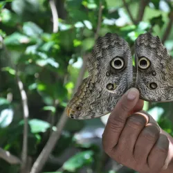 The Butterfly Farm - Marigot