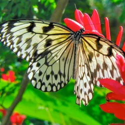 The Butterfly Farm - Marigot