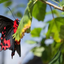 The Butterfly Farm - Marigot
