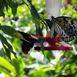 The Butterfly Farm - Marigot