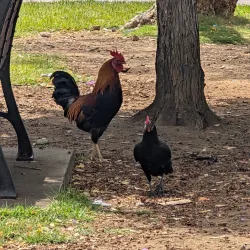 Emancipation Garden - Philipsburg