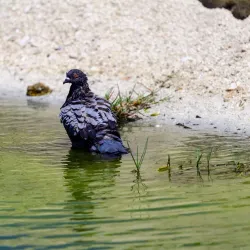Great Salt Pond - Philipsburg