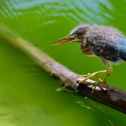 Great Salt Pond - Philipsburg