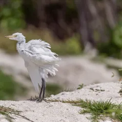 Great Salt Pond - Philipsburg