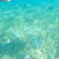 Captain Alan's Marina Bar & Grill - Simpson Bay