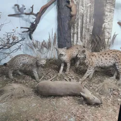 Bardejov Museum - Bardejov