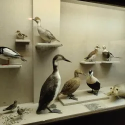 Bardejov Museum - Bardejov