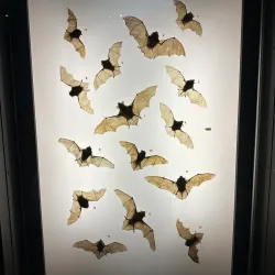 Slovak National Museum - Bratislava