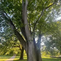 Janko Kráľ Park - Dunajska Streda