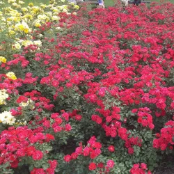 Statue of Janko Kráľ - Dunajska Streda