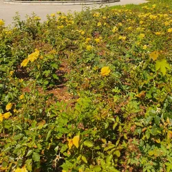 Statue of Janko Kráľ - Dunajska Streda