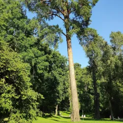 City Park (Mestský park) - Hlohovec