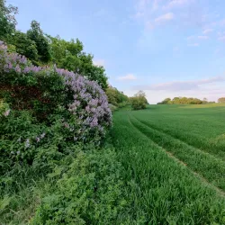 Vážska River Walk - Hlohovec