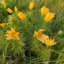 Vážska River Walk - Hlohovec