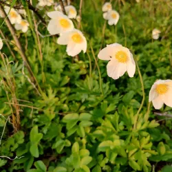 Vážska River Walk - Hlohovec