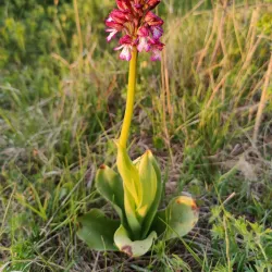 Vážska River Walk - Hlohovec