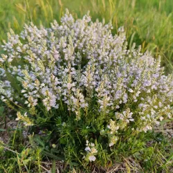 Vážska River Walk - Hlohovec