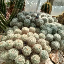 Botanical Garden of Pavol Jozef Šafárik University - Kosice