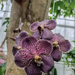 Botanical Garden of Pavol Jozef Šafárik University - Kosice