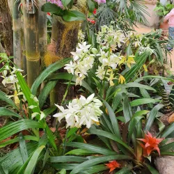 Botanical Garden of Pavol Jozef Šafárik University - Kosice