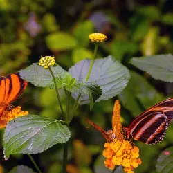 Botanical Garden of Pavol Jozef Šafárik University - Kosice