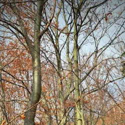 Zlatá Idka Nature Reserve - Krompachy