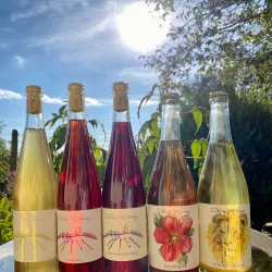 Levice Wine Cellars - Levice